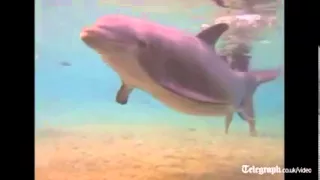 Dolphin birth captured on camera in Hawaii