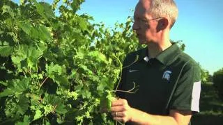 Controlling Grape Phylloxera with Rufus Isaacs
