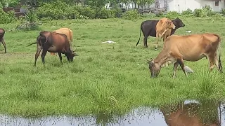 suara sapi di alam bebas dan sedang makan di dekat pantai...