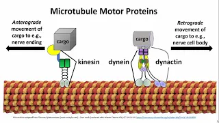 325-2 Microtubule Motor Proteins