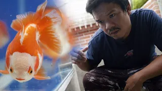 FV VLOG #120:  Best Short-tailed Oranda Breeder in Northern Mindanao ft. Bakunawa Goldfish