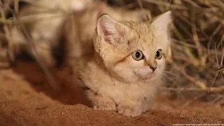 Sand Cat Kittens Spotted in the Wild for First Time