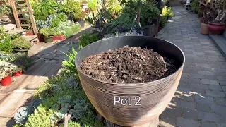 Plant 2 big Succulent pots quick and easy-Trồng chậu Sen Đá dễ dàng@SucculentsbyMyha-SenDa-zn7sz