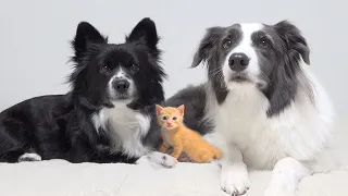 Rescued Tiny Kitten Leads His Pack Of Border Collie Dogs