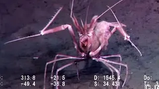 9 Strange Deep Ocean Creatures Found By ROVs In Japan № 3🇯🇵