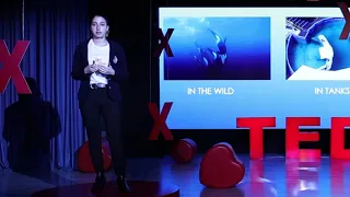 The heartbreaking reality of orca captivity | Elene Koblianidze | TEDxIBEuropeanSchool