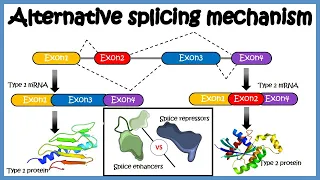 Alternative splicing ( mechanism and its regulation )