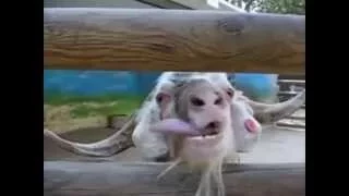 Ultimate Funny Goat Compilation