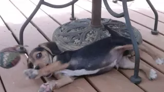 Training a 10 week old beagle puppy