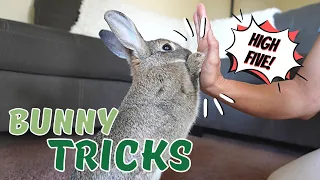 3 Useful Tricks To Train Your Rabbit || THE BEST Way To Bond