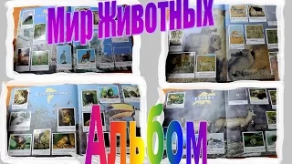 Альбом 1996 года Мир Животных наклей-ка от Panini