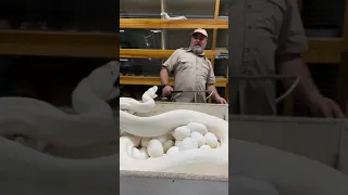 snake protecting it's eggs 🥚 what a scene #cool Guru#