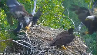 MN DNR Eagles ~ Dad Brings In A Live Duck! E1 Claims It! WARNING: Viewer Discretion Advised! 6.4.21