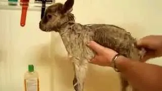 adorable baby goat's first bath