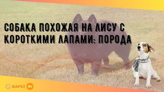 Собака похожая на лису с короткими лапами: порода