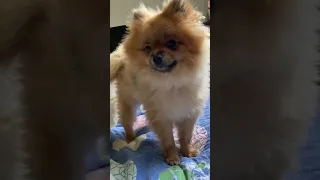 The small cute sneeze for small cute pomeranian😅😊♥️ #pomeranian #shorts  #dog #doglover