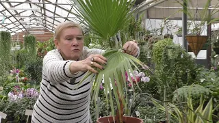 Пальма Вашингтония (Washingtonia)