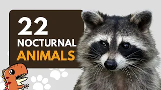 22 List of Nocturnal Animals for Kids to Learn - Educational Video