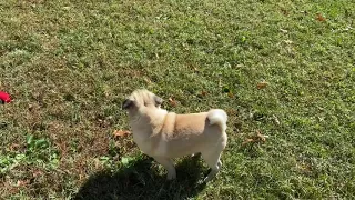 Funny Pug Puppy howling with the sirens