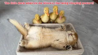 The kitten is sleeping soundly, and the duckling is guarding the kitten.Funny and cute animal videos