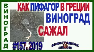 🍇 Как ХИТРЫЙ ПИФАГОР ВИНОГРАД  САЖАЛ!  Посадка длинного саженца винограда осенью и весной.