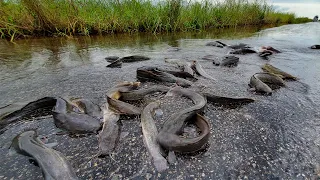 amazing fishing! catch a lots of fish coming out on the road flooding by skill hand