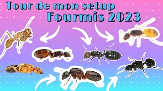 Je Fais Le Tour De Toutes Mes Espèces (enfin presque) Setup 2023 🐜