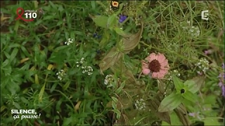 Pas de panique : aménager un jardin riche en sable - Silence, ça pousse !