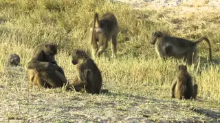 Baboons, Chobe NP, Botswana