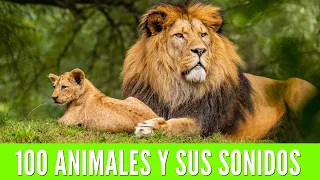 100 ANIMALS FOR CHILDREN. Learn the names of animals and their sounds🦁🐯🐨