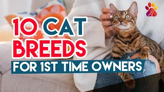 10 Best Cat Breeds For First Time Owners