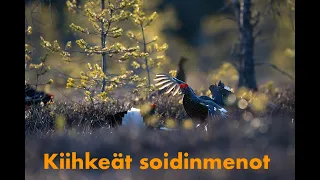 Kiihkeät soidinmenot