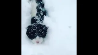 Snow cat