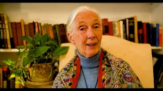 Dr. Jane Goodall Introduces #4EverWild Wildlife Trafficking Campaign