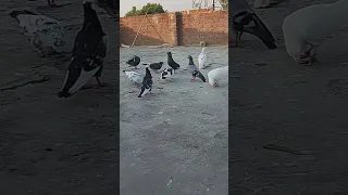 chat pr eagle 🦅 a gyi 😯 eagle attack on pigeon 🦅😭🙏 #kabutar #viral #shorts