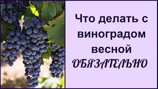 Виноград весной 🍇 обработка от болезней, обрезка, первое видео