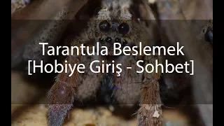 #Diğer - Tarantula Beslemek / Hobiye Giriş - Sohbet