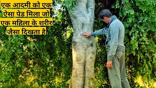 He Finds A Big Tree That Looked Like A Woman Movie Explained In Hindi/Urdu | Horror Mystery