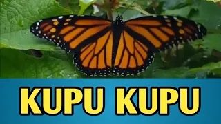 KUPU-KUPU, KUPU-KUPU YANG LUCU, LAGU ANAK INDONESIA