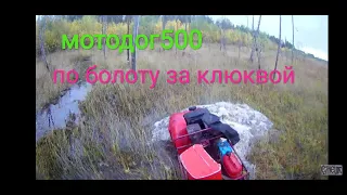 по болоту на мотособаке #мотодог500 за клюквой.