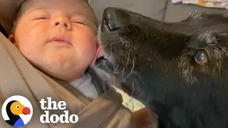 74-pound Senior Foster Dog Thinks She's A Chihuahua | The Dodo