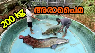 അരാപൈമയെ കുളത്തിലേക്കു മാറ്റി!!! Monster arapaima fish in monster tank