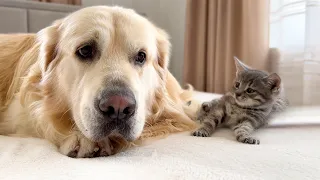 Tiny Kitten Reacts to Golden Retriever