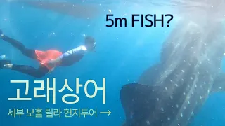 필리핀 보홀 고래상어 현지투어!!