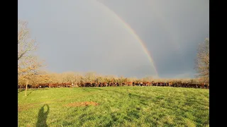 Greg gives animal impact on 1/2 acre with 305 head of cows for 45 minutes.