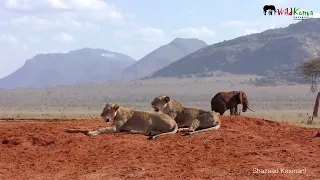 Two lionesses and an elephant