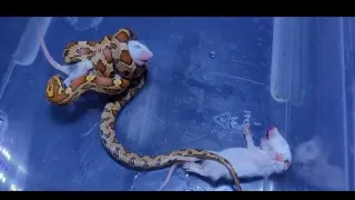 Corn Snake Kills And Eats Mouse  / Warning Live Feeding