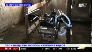 Вдвое увеличится производство молока на Востоке Казахстана