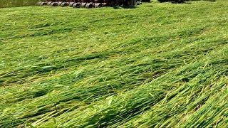 Impact of Roller-Crimping Cereal Rye + Live Weed Zapper Demonstration - Virtual Field Day