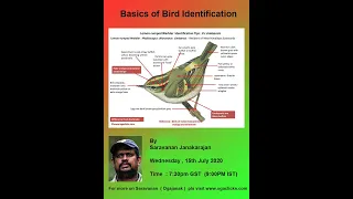 Basics of Bird Identification